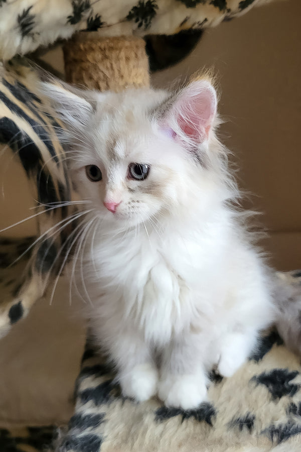 Fiona | Siberian Kitten