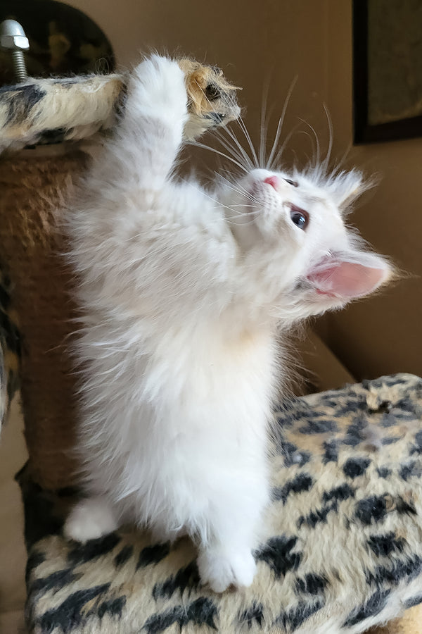 Fiona | Siberian Kitten