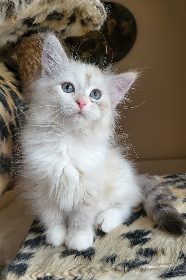 Fiona | Siberian Kitten