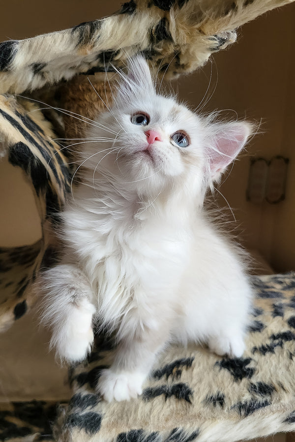 Fiona | Siberian Kitten