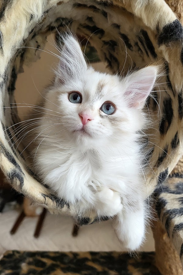 Fiona | Siberian Kitten