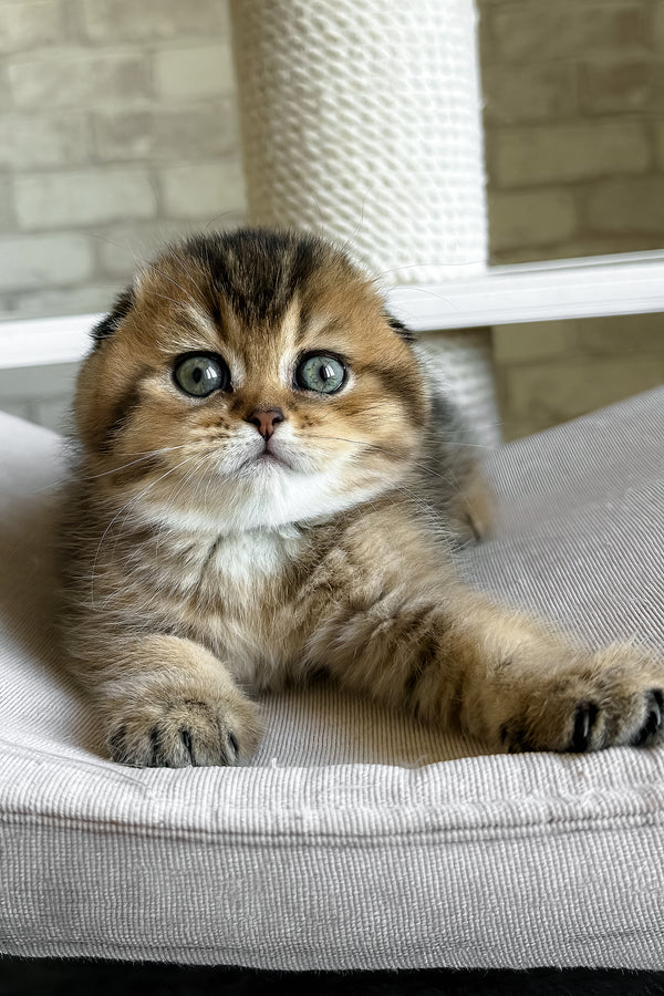 Fiona | Scottish Fold Kitten