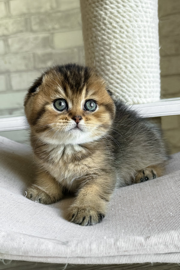 Fiona | Scottish Fold Kitten