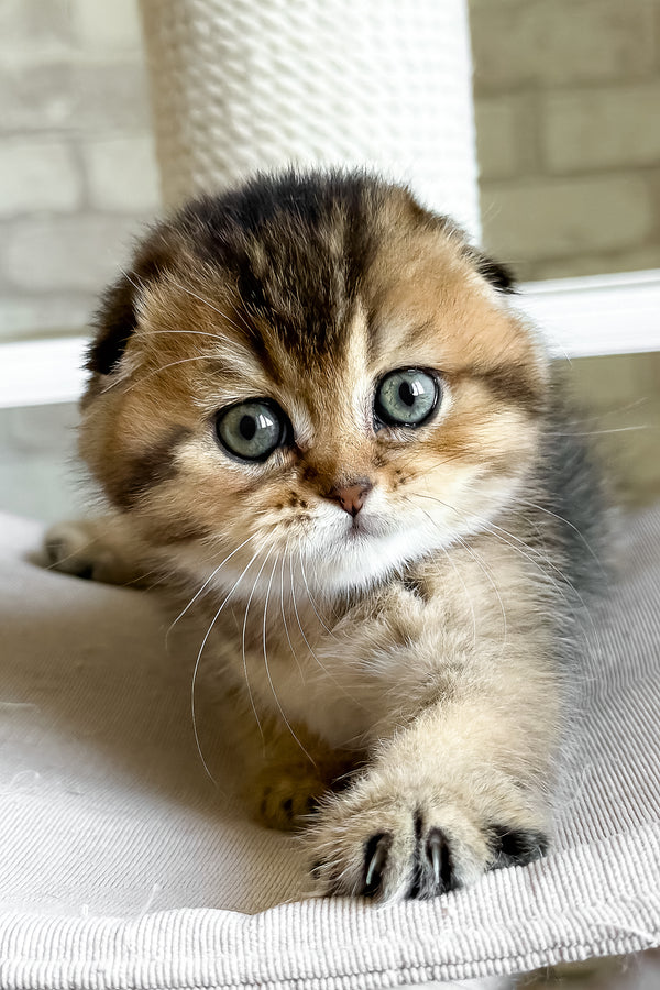 Fiona | Scottish Fold Kitten