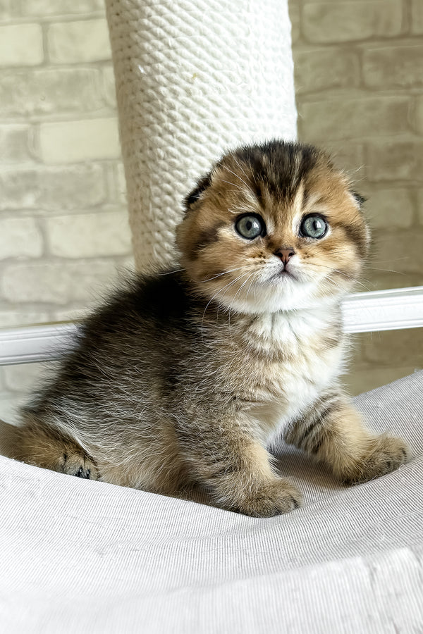 Fiona | Scottish Fold Kitten