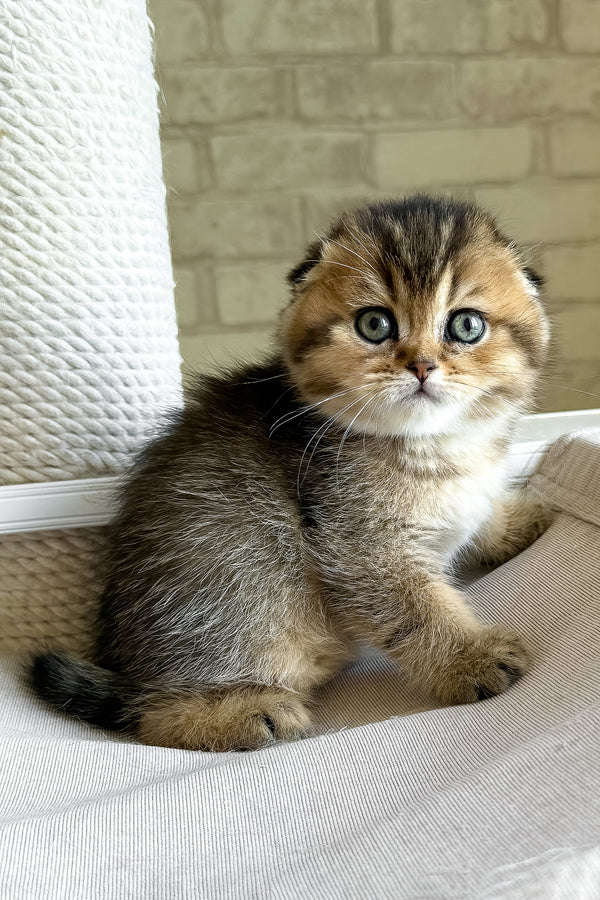 Fiona | Scottish Fold Kitten
