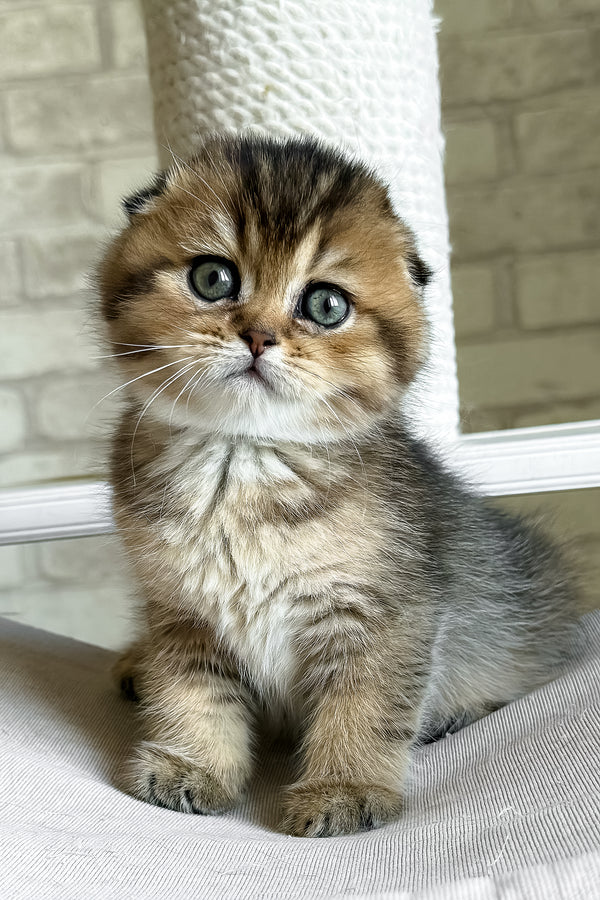 Fiona | Scottish Fold Kitten