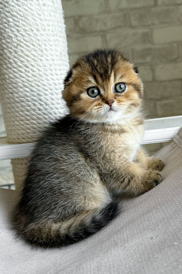 Fiona | Scottish Fold Kitten