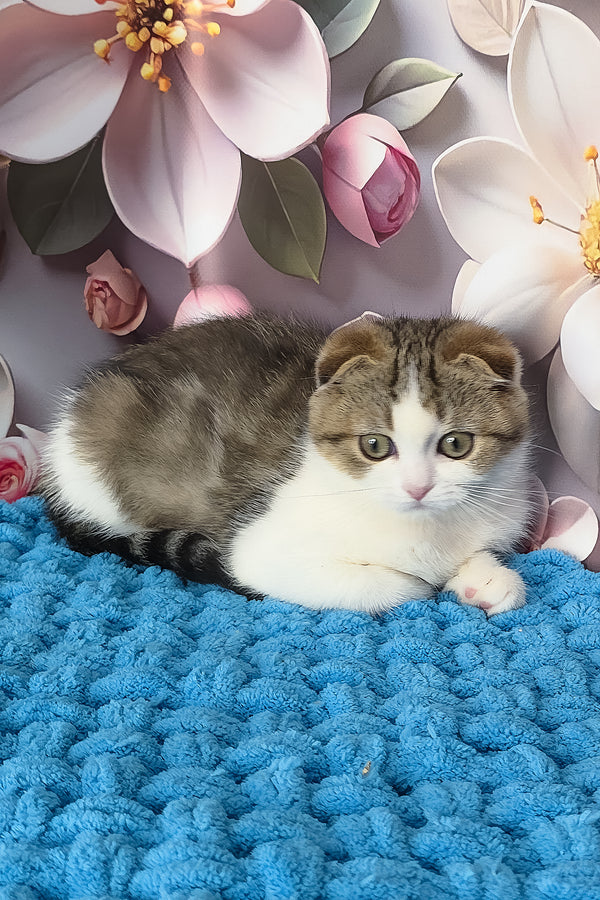 Fiony | Scottish Fold Kitten