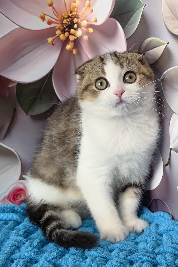 Fiony | Scottish Fold Kitten