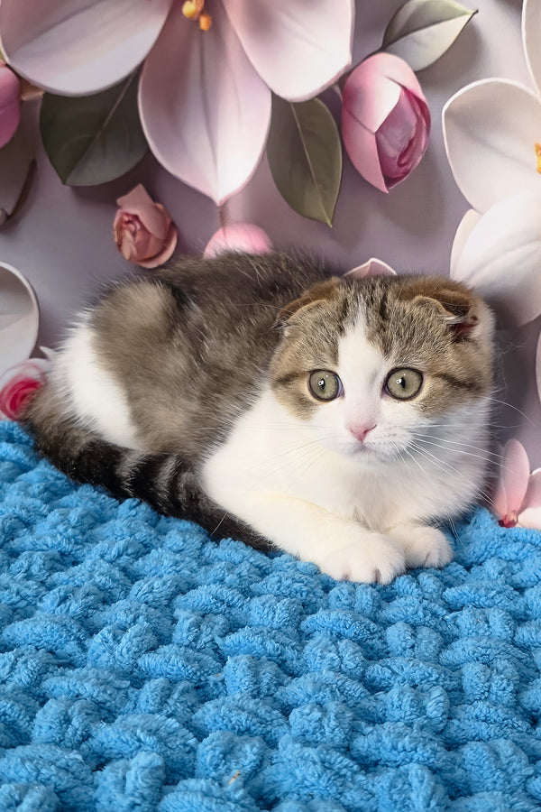 Fiony | Scottish Fold Kitten