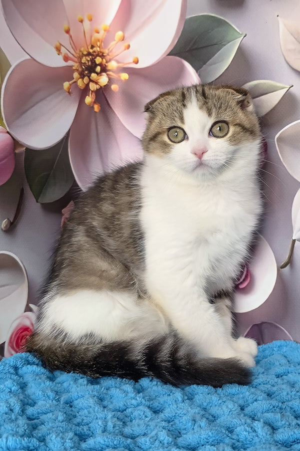 Fiony | Scottish Fold Kitten