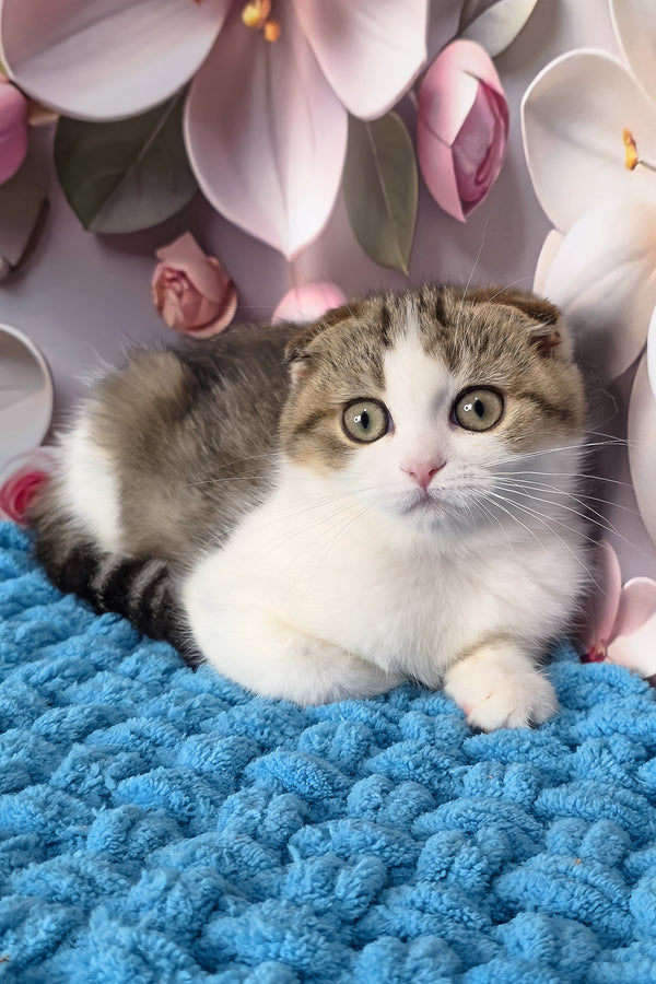 Fiony | Scottish Fold Kitten