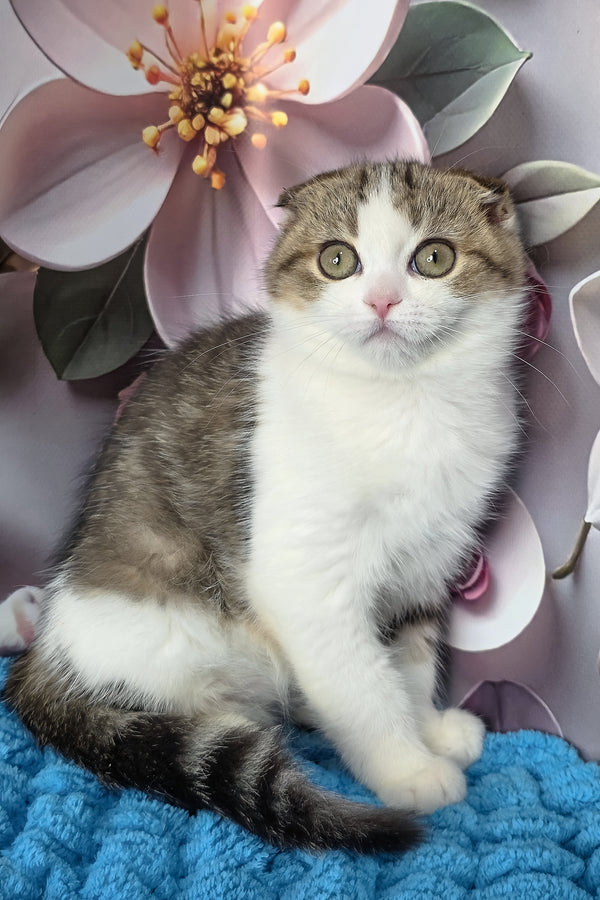 Fiony | Scottish Fold Kitten