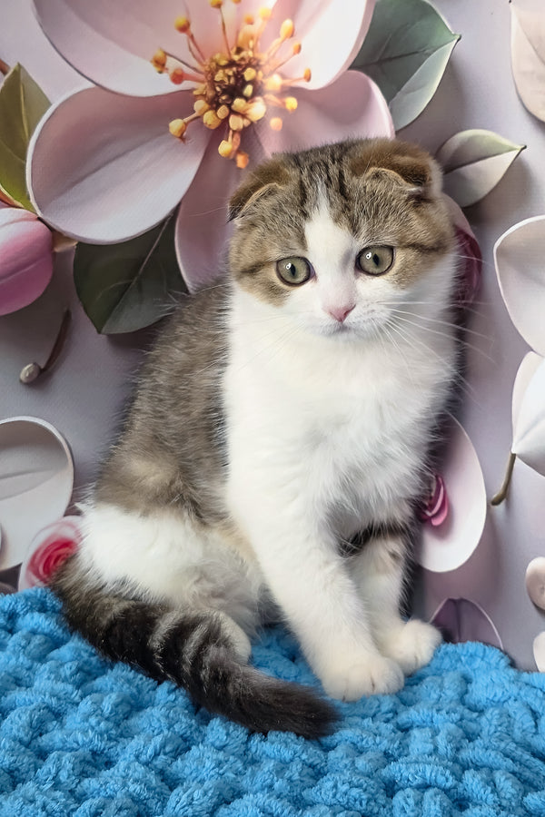 Fiony | Scottish Fold Kitten
