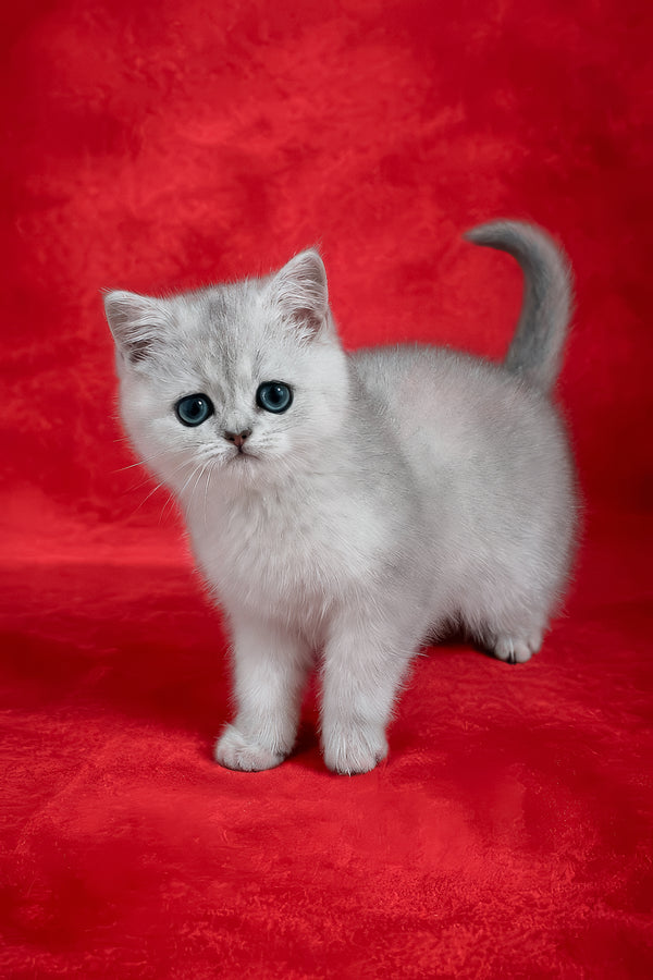 Fiona | Scottish Straight Kitten