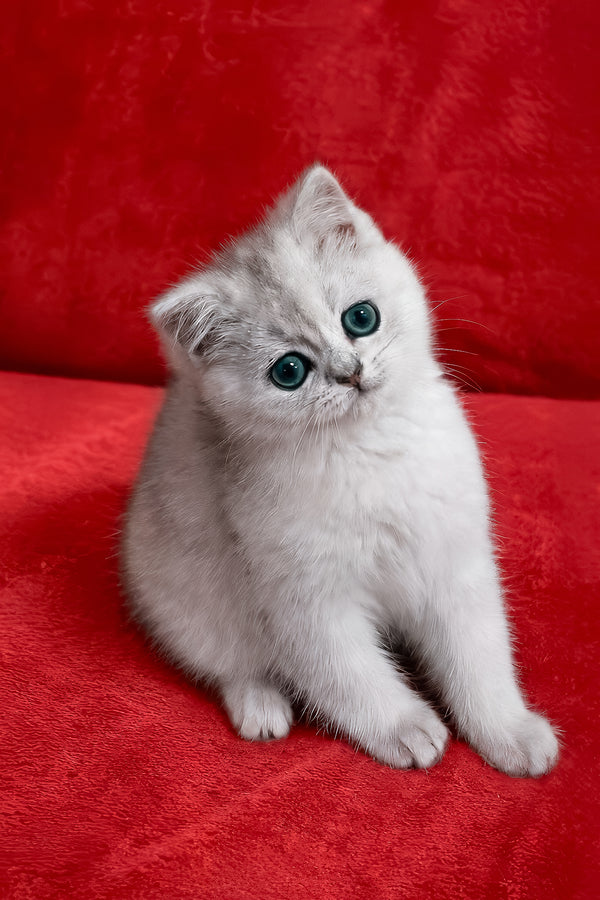 Fiona | Scottish Straight Kitten