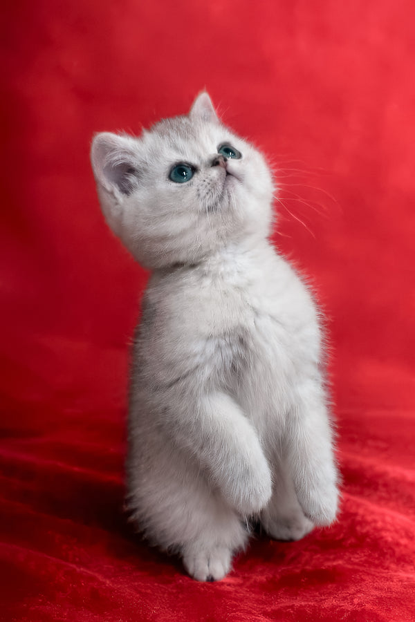 Fiona | Scottish Straight Kitten