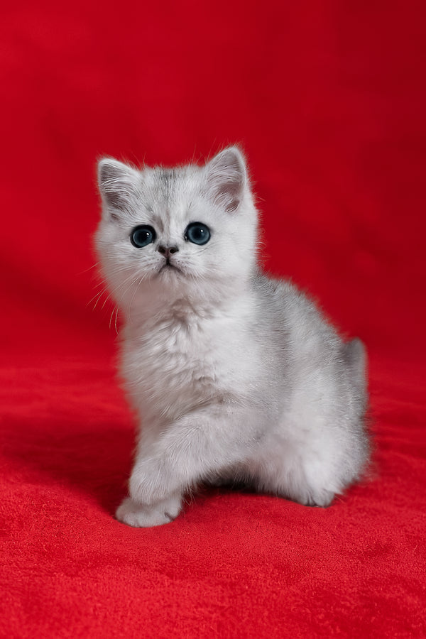 Fiona | Scottish Straight Kitten
