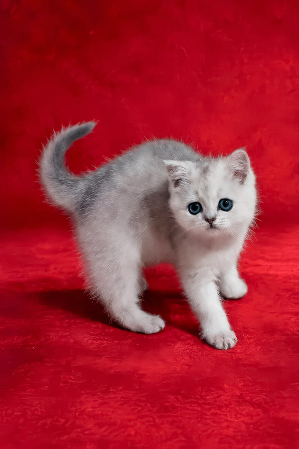 Fiona | Scottish Straight Kitten