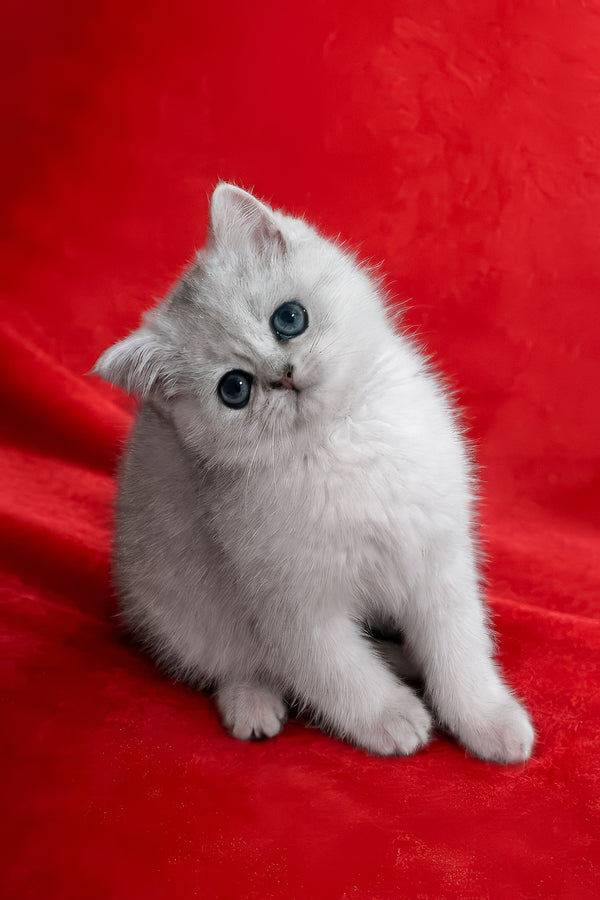 Fiona | Scottish Straight Kitten