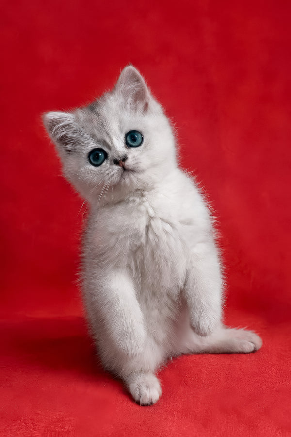 Fiona | Scottish Straight Kitten