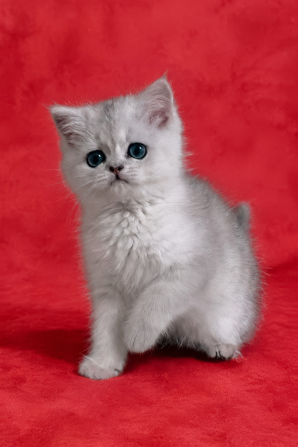 Fiona | Scottish Straight Kitten