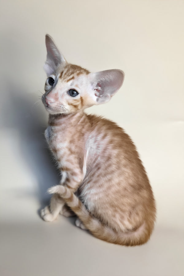 Flame | Oriental Shorthair Kitten