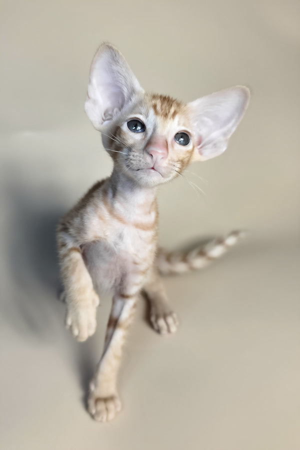 Flame | Oriental Shorthair Kitten