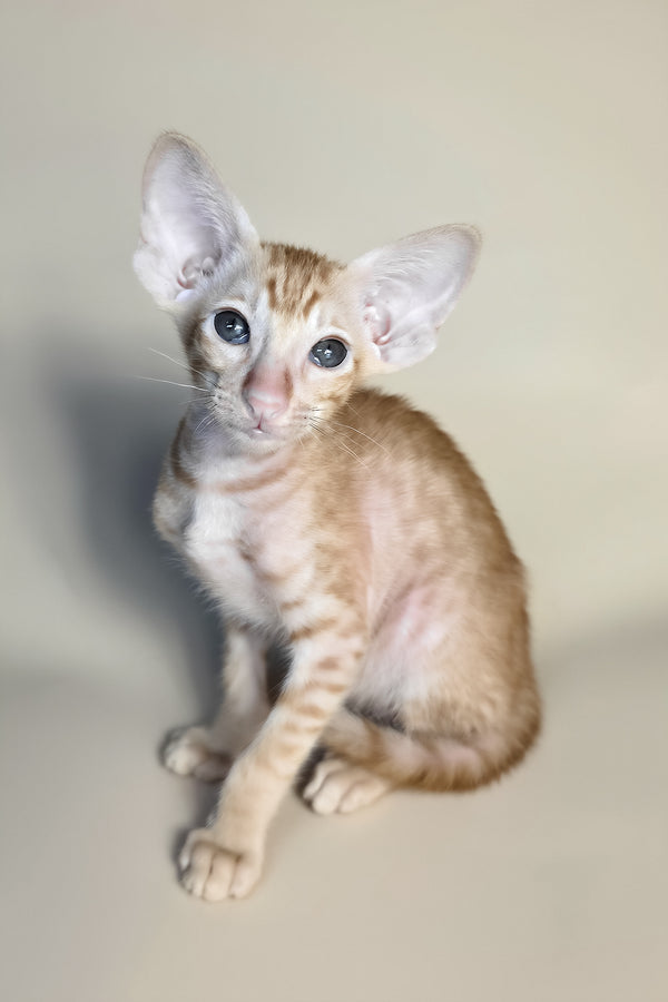 Flame | Oriental Shorthair Kitten