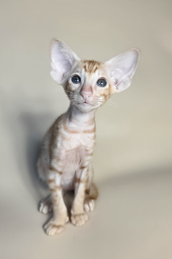 Flame | Oriental Shorthair Kitten