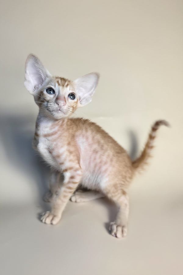 Flame | Oriental Shorthair Kitten