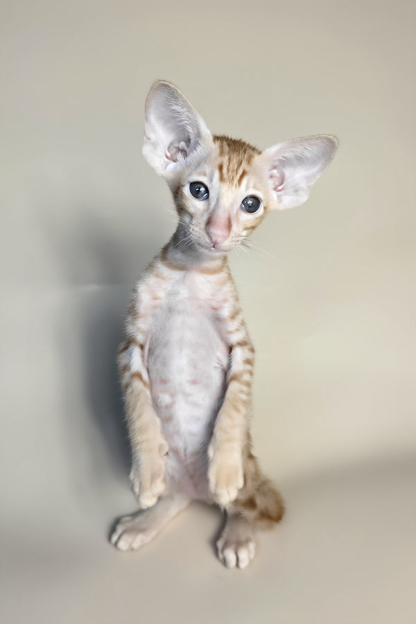 Flame | Oriental Shorthair Kitten