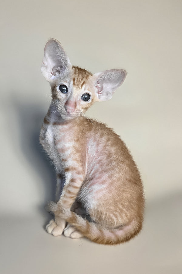 Flame | Oriental Shorthair Kitten