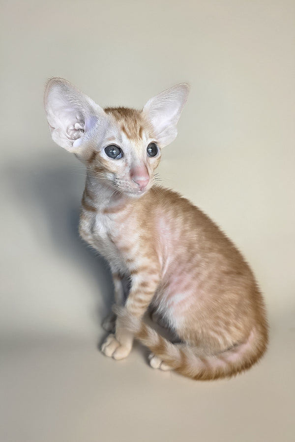 Flame | Oriental Shorthair Kitten