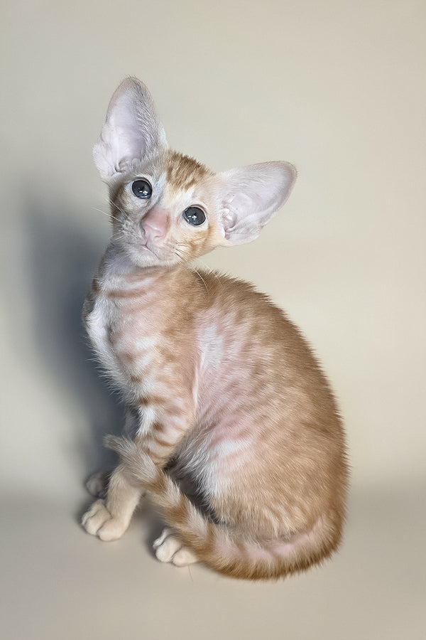 Flame | Oriental Shorthair Kitten