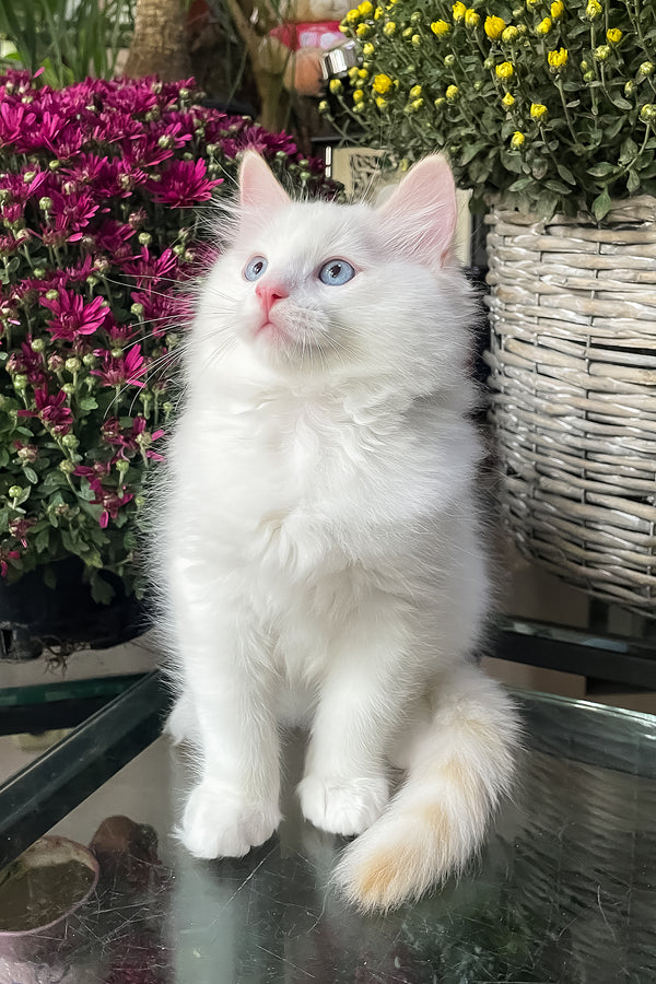Flame | Ragdoll Kitten