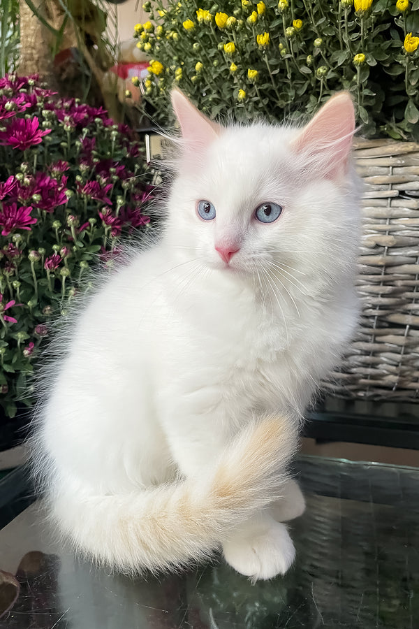 Flame | Ragdoll Kitten