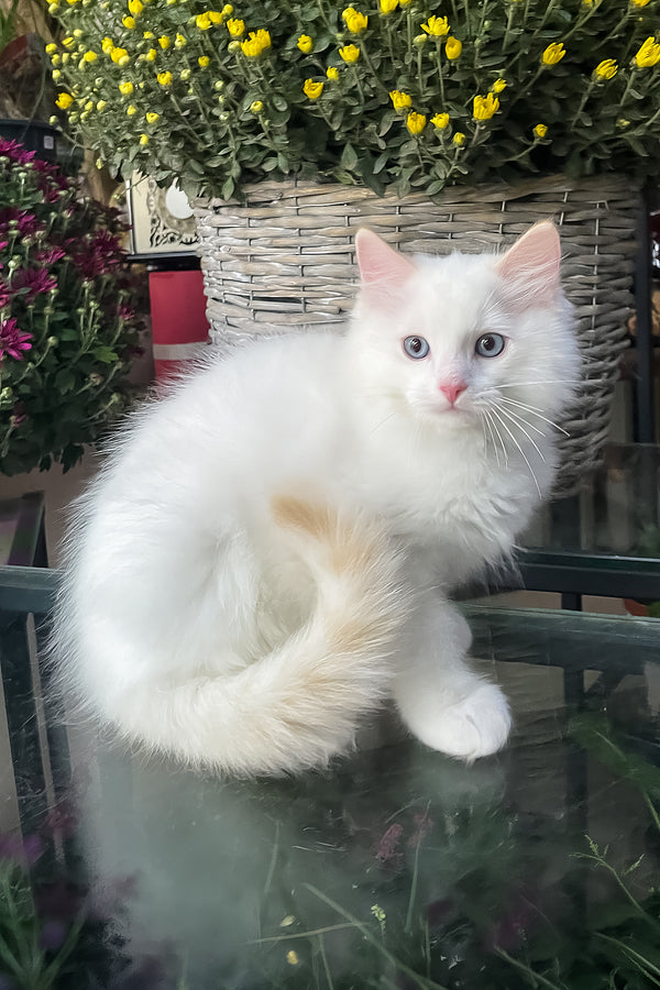 Flame | Ragdoll Kitten