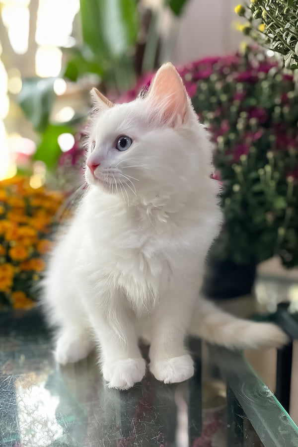 Flame | Ragdoll Kitten
