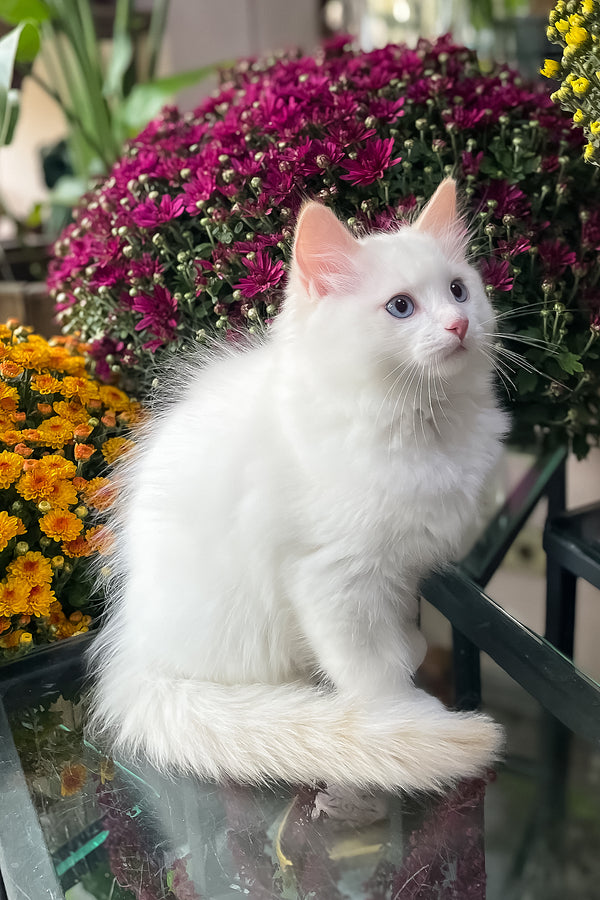 Flame | Ragdoll Kitten