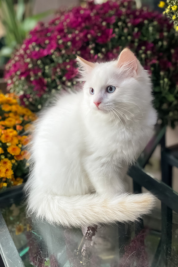 Flame | Ragdoll Kitten