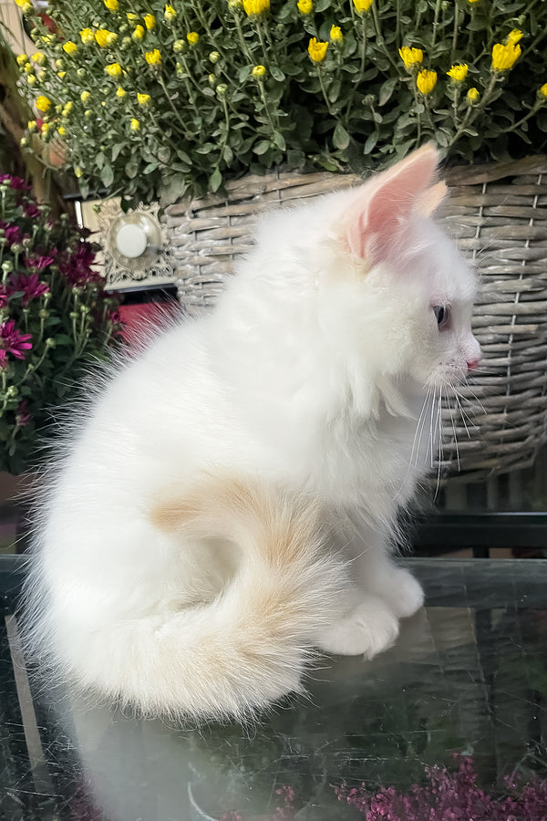 Flame | Ragdoll Kitten