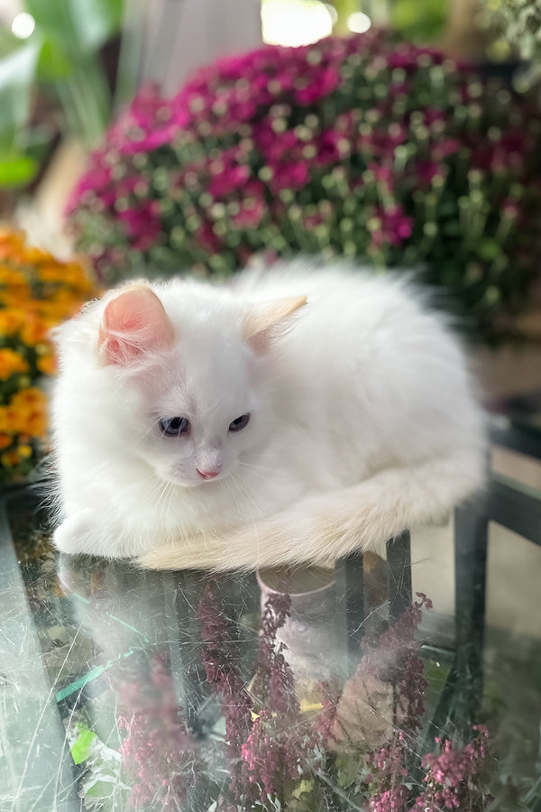 Flame | Ragdoll Kitten