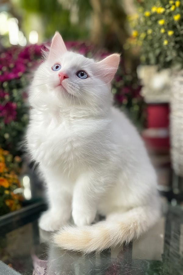 Flame | Ragdoll Kitten