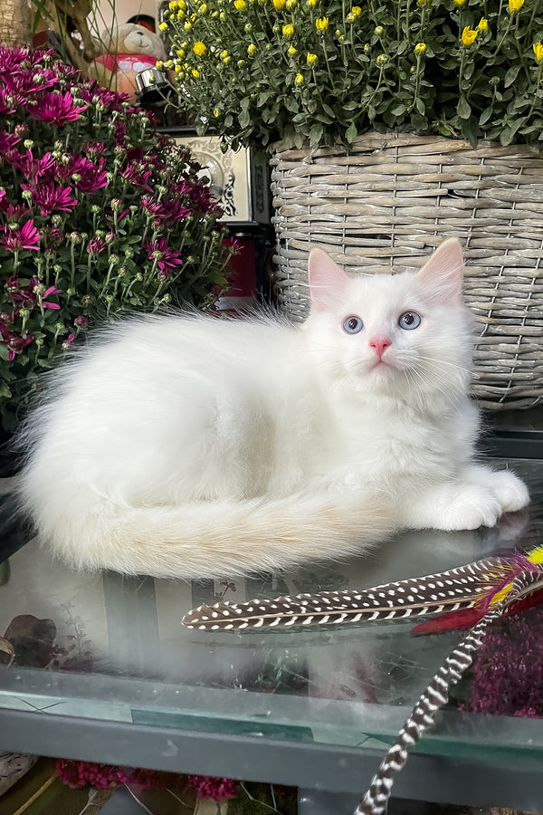 Flame | Ragdoll Kitten