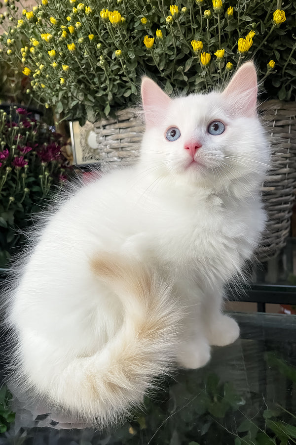 Flame | Ragdoll Kitten