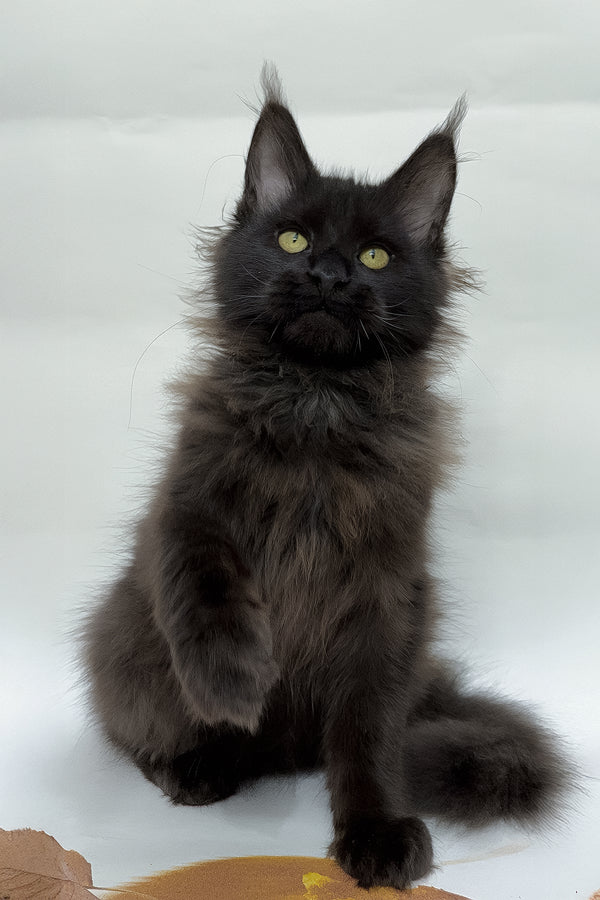 Flash | Maine Coon Kitten