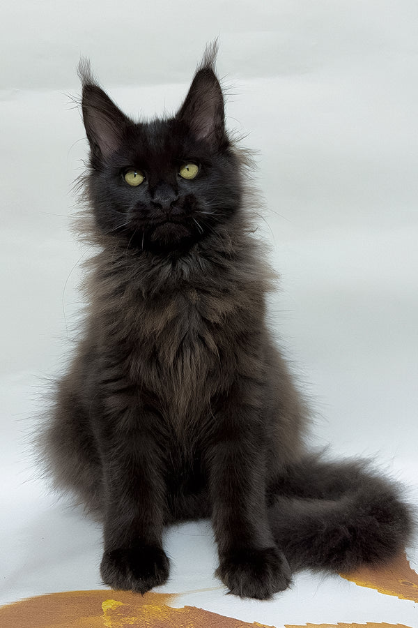 Flash | Maine Coon Kitten