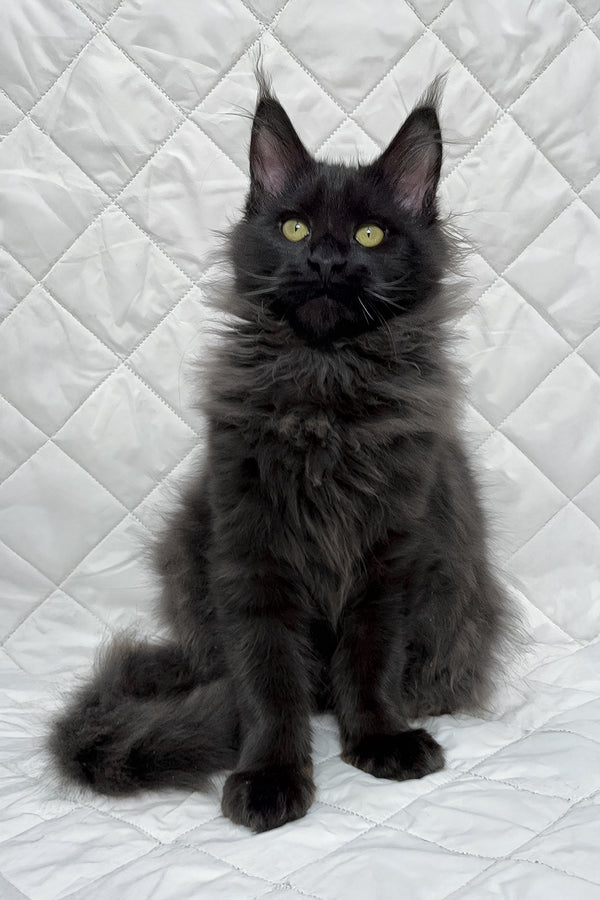 Flash | Maine Coon Kitten